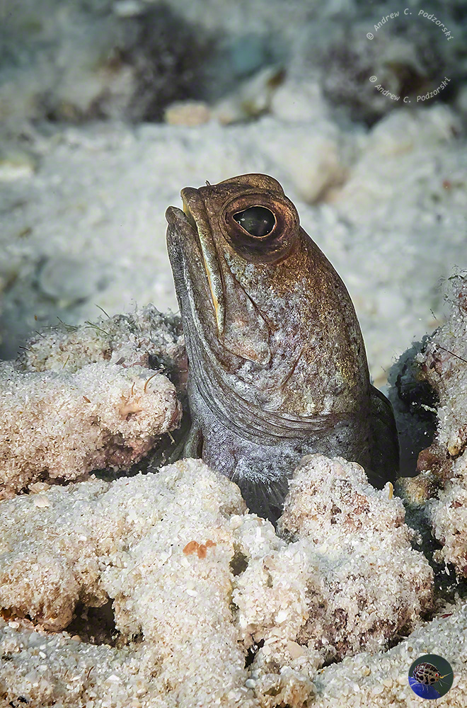 Opistognathus variabilis