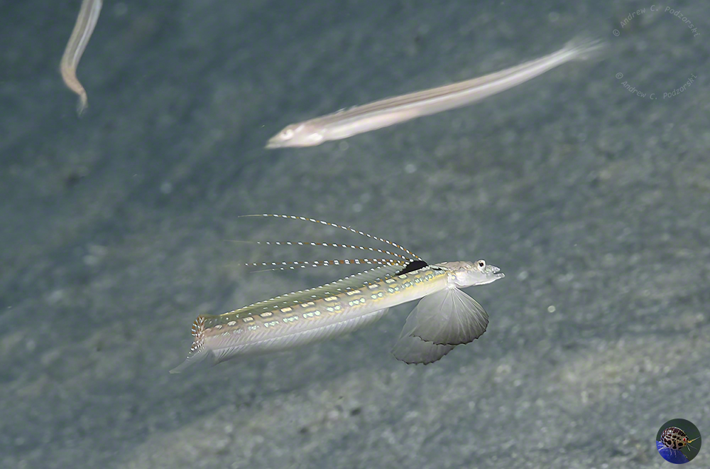 Trichonotus elegans - displaying