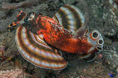 Dendrochirus biocellatus