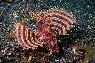 Dendrochirus brachypterus