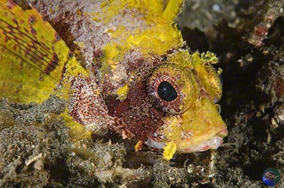 Dendrochirus brachypterus