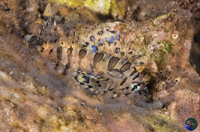 Dendrochirus brachypterus - juvenile