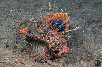 Parapterois heterura