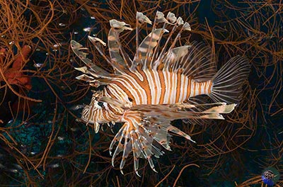 Pterois volitans