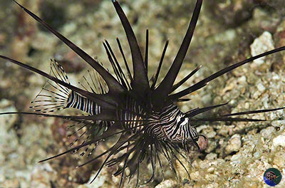 Pterois volitans - juvenile
