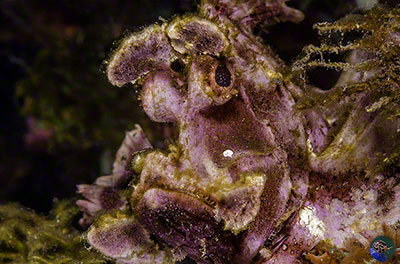 Rhinopias eschmeyeri