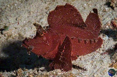 Rhinopias eschmeyeri