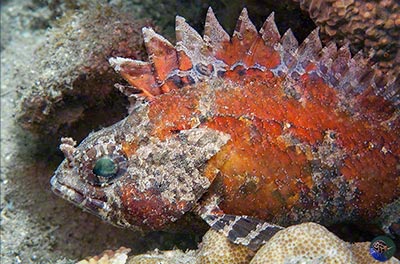 Centrogenys vaigiensis