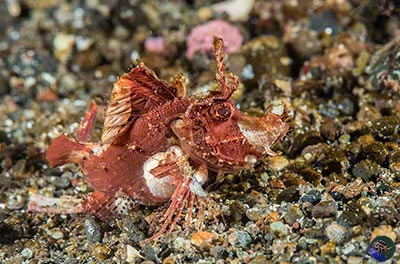 Hipposcorpaena filamentosus