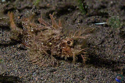 Pteroidichthys amboinensis