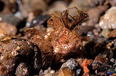 Pteroidichthys amboinensis