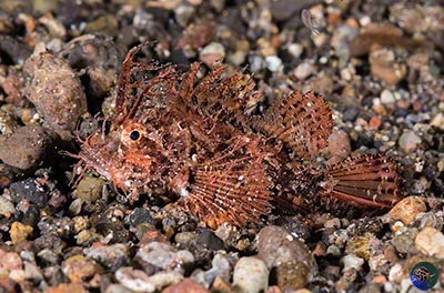 Pteroidichthys amboinensis