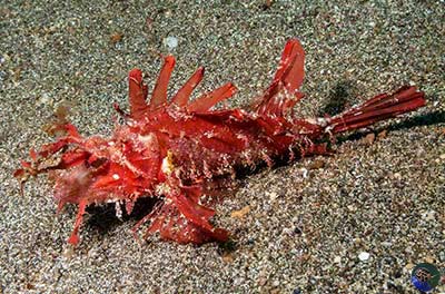 Pteroidichthys amboinensis