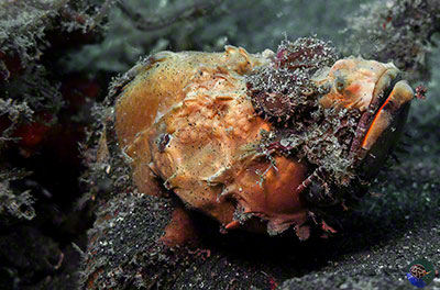 Scorpaenopsis diabolus