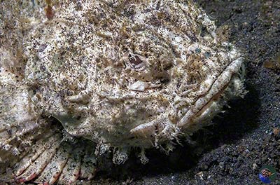 Scorpaenopsis diabolus - with juvenile