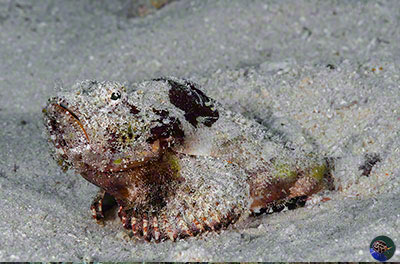 Scorpaenopsis macrochir