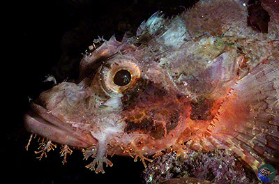 Scorpaenopsis oxycephala