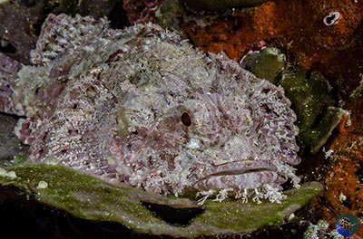 Scorpaenopsis oxycephala
