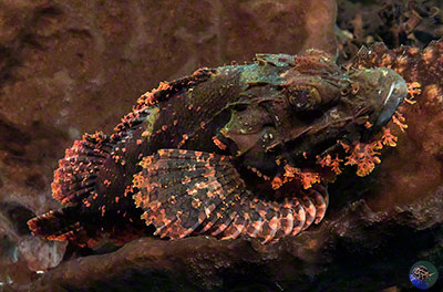 Scorpaenopsis oxycephala