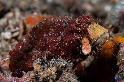 Scorpaenopsis sp. ? juvenile
