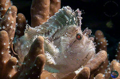 Taenianotus triacanthus