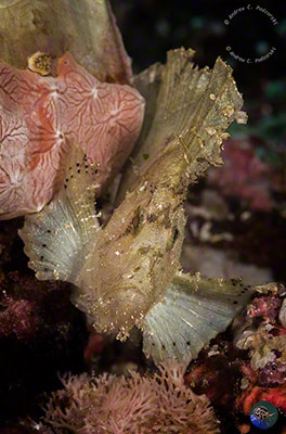 Taenianotus triacanthus