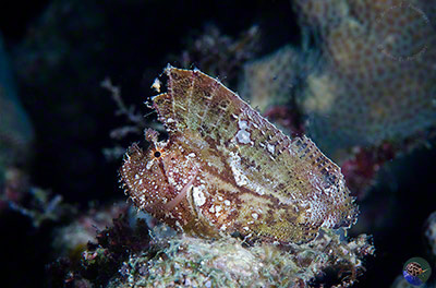 Taenianotus triacanthus