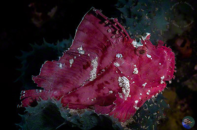 Taenianotus triacanthus