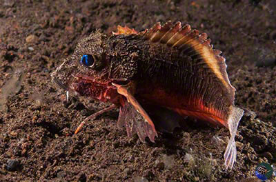 Minous trachycephalus