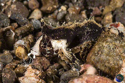 Acanthosphex leurynnis