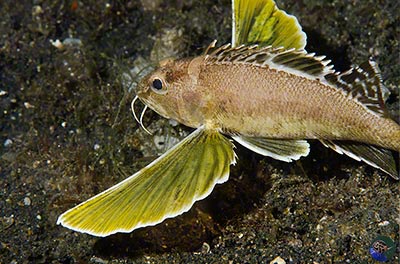 Apistus carinatus