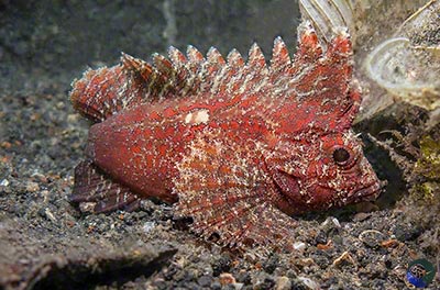 Paracentropogon longispinis