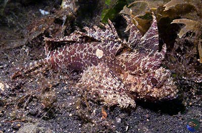 Paracentropogon longispinis