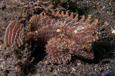 Paracentropogon longispinis