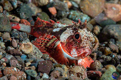 Richardsonichthys leucogaster