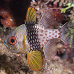 Cardinalfish