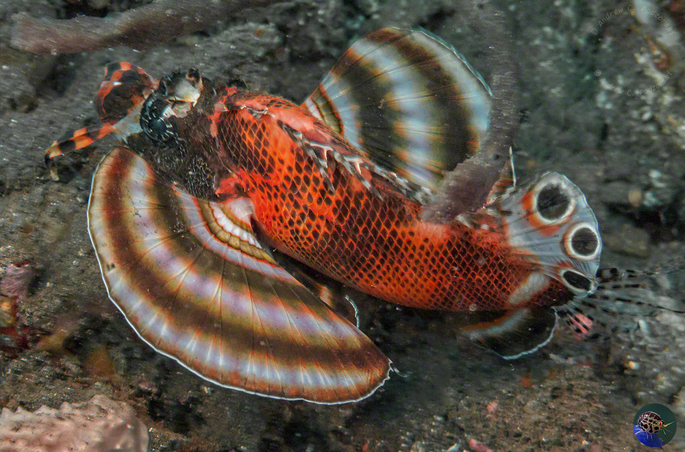 Dendrochirus biocellatus