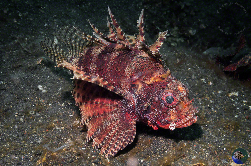 Dendrochirus brachypterus