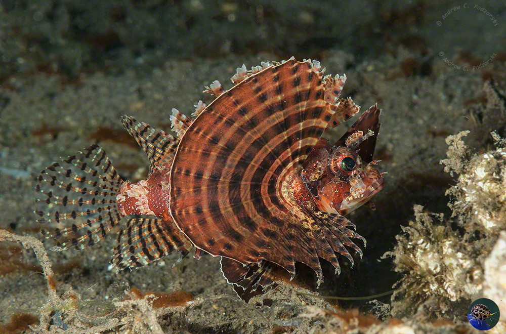 Dendrochirus brachypterus