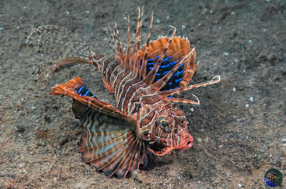 Parapterois heterura