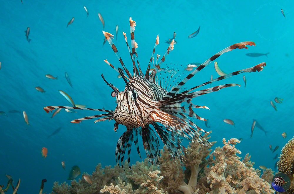 Pterois volitans