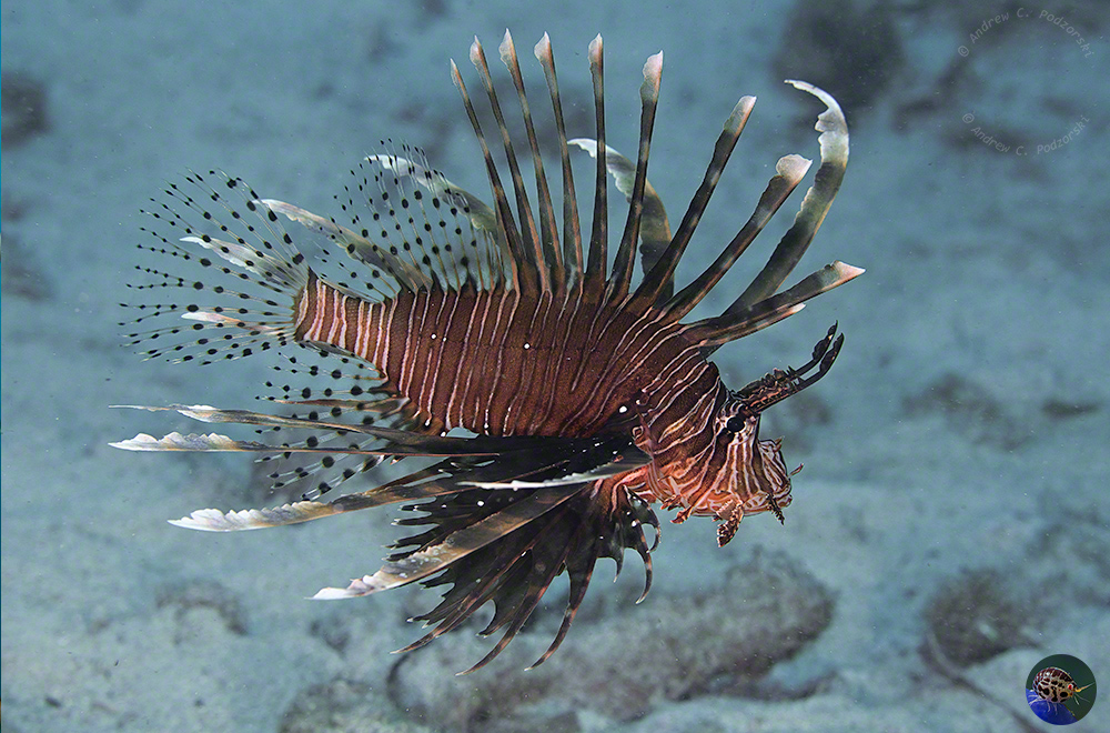 Pterois volitans
