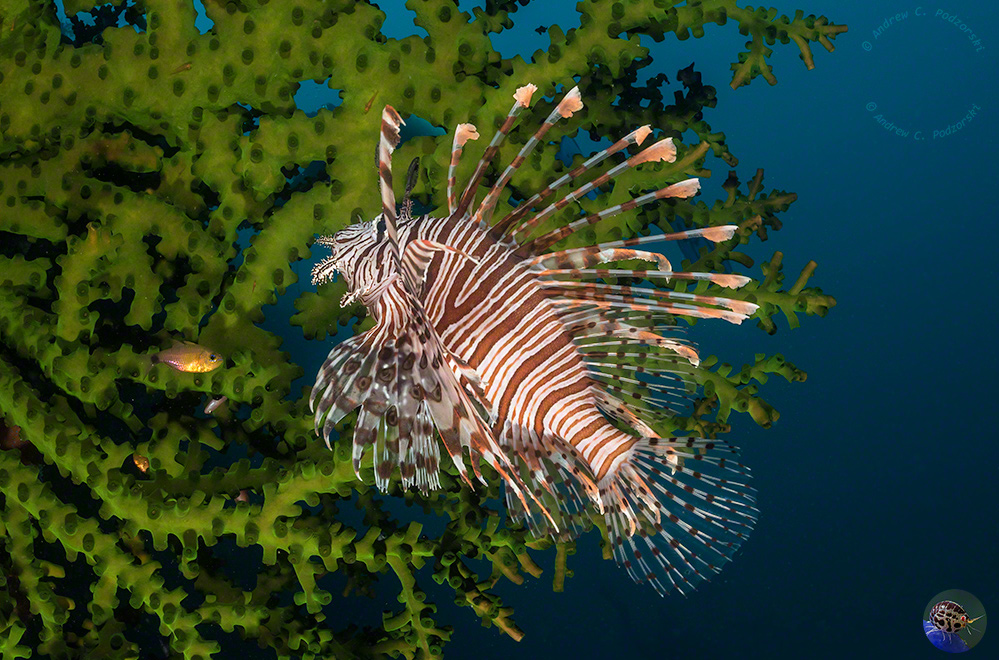Pterois volitans