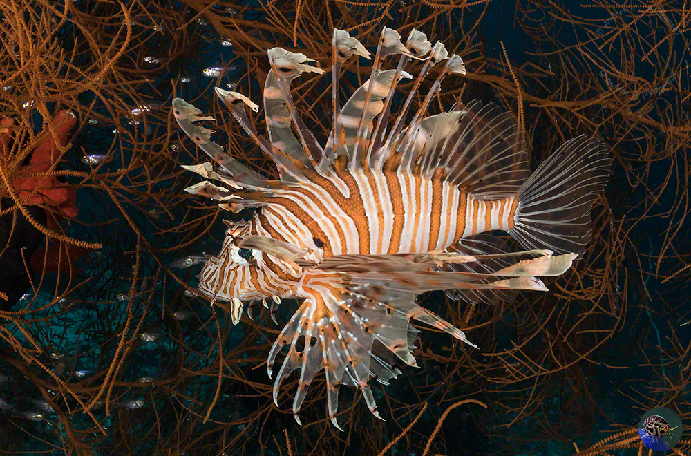 Pterois volitans