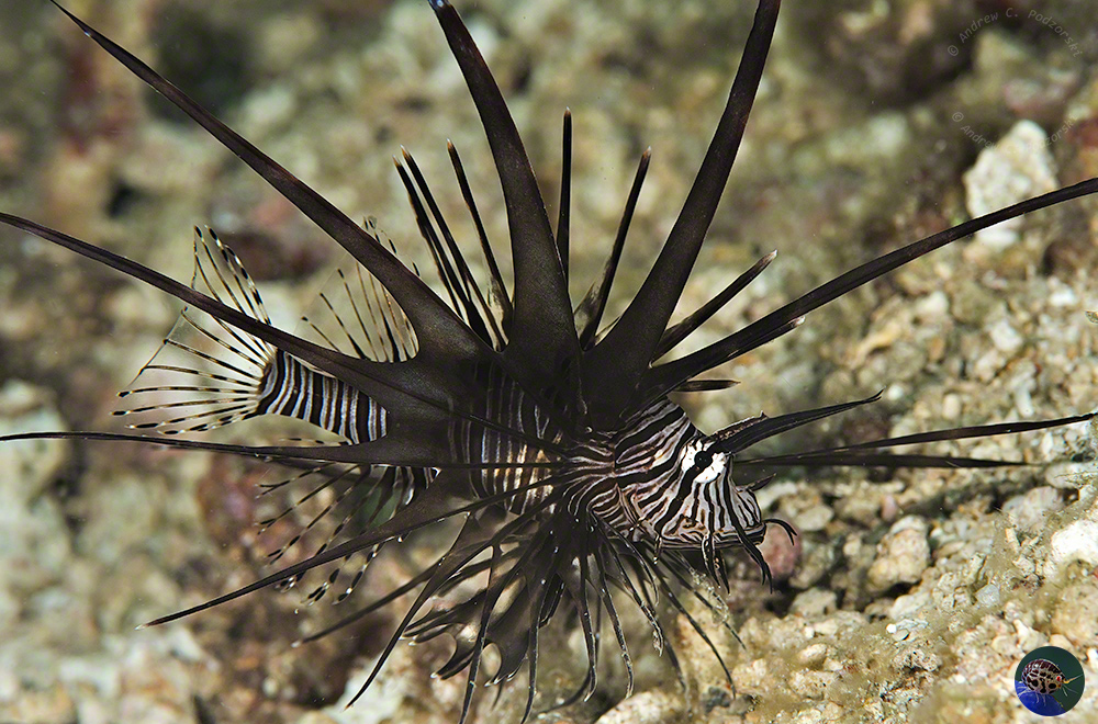 Pterois volitans - juvenile