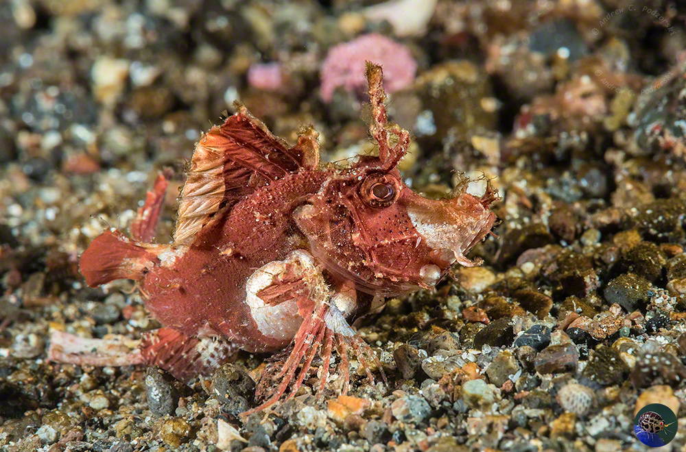 Hipposcorpaena filamentosus