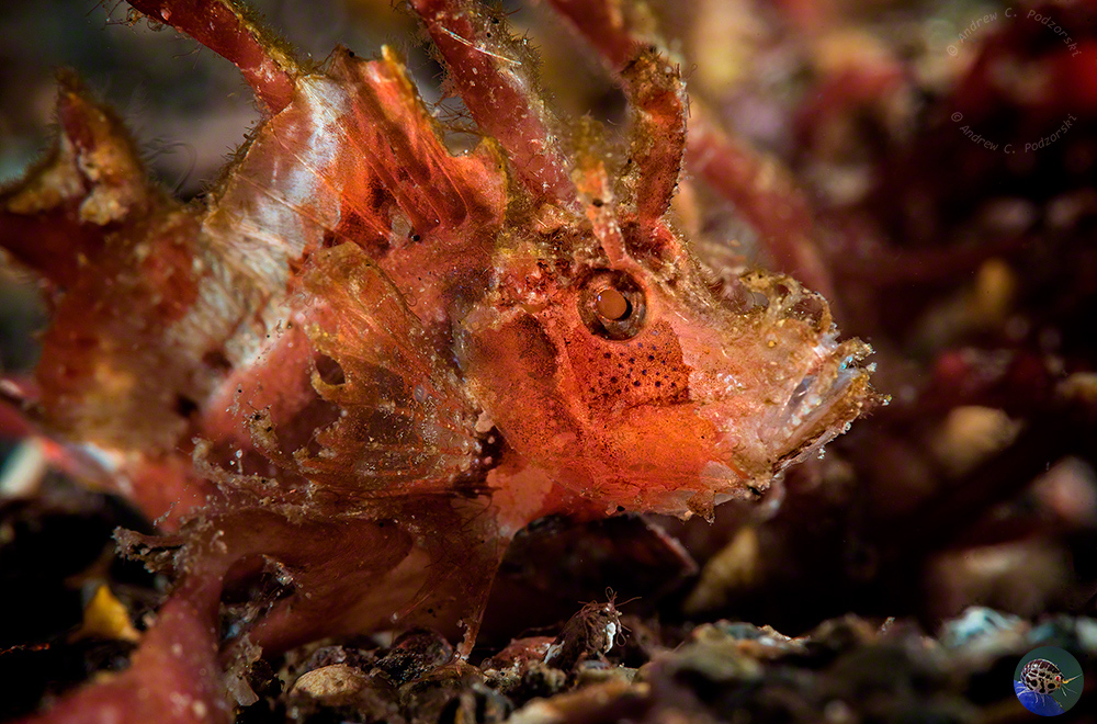 Pteroidichthys amboinensis