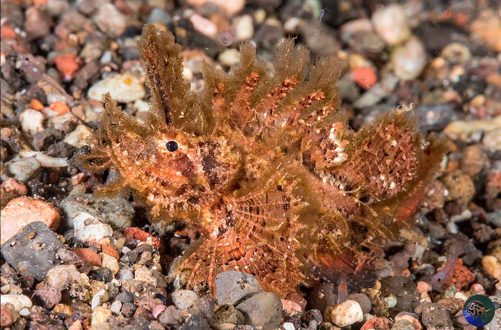 Pteroidichthys amboinensis