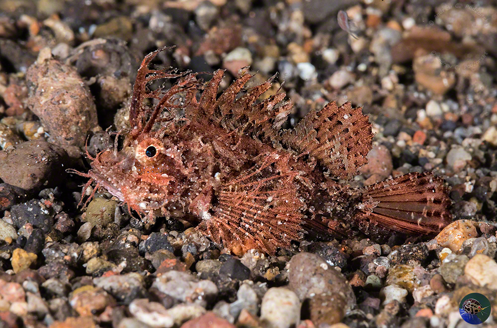 Pteroidichthys amboinensis