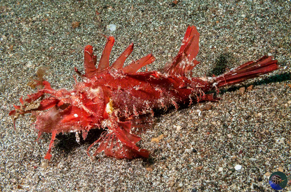 Pteroidichthys amboinensis